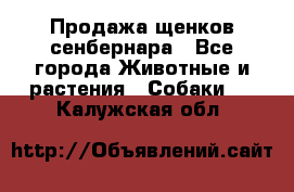 Продажа щенков сенбернара - Все города Животные и растения » Собаки   . Калужская обл.